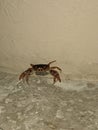 Crab 2