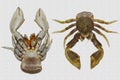 Crab moult crab isolated white background marcro photo and Crab belly Royalty Free Stock Photo