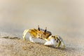 Crab moves on the beach near the village of Kalpitiya Royalty Free Stock Photo