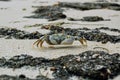 A crab navigating the rocky coastline in Jambiani, Zanzibar, Africa