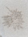 Crab nest, Circle and hole pattern in sand beach texture, Abstract background concept