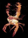 Crab at night