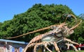 Crab at Overseas Highway, Florida Keys Royalty Free Stock Photo