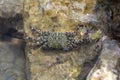 Crab Pachygrapsus marmoratus in shallow water