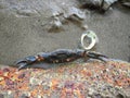 Crab peeking out of a rock pool at the beach Royalty Free Stock Photo