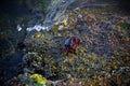 Of a crab perched on a rock in the water Royalty Free Stock Photo