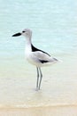 Crab Plover 2