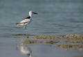 Crab plover at Busaiteen coast of Bahrain Royalty Free Stock Photo