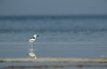 Crab plover at Busaiteen beach, Bahrain