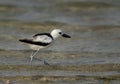 Crab plover at Busaiteen coast, Bahrain Royalty Free Stock Photo