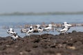 Crab-plover or crab plover, Dromas ardeola, at Jamnagar