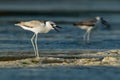 Crab-plover or Crab Plover - Dromas ardeola black and white bird related to the waders, own family Dromadidae, blue ocean with