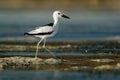 Crab-plover or Crab Plover - Dromas ardeola black and white bird related to the waders, own family Dromadidae, blue ocean with