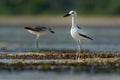 Crab-plover or Crab Plover - Dromas ardeola black and white bird related to the waders, own family Dromadidae, blue ocean with