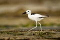 Crab-plover or Crab Plover - Dromas ardeola black and white bird related to the waders, own family Dromadidae, blue ocean with