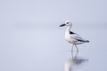 Crab plover, Dromas ardeola. Silhouette of a bird in the water. Red Sea coast, Saudi Arabia