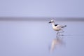 Crab plover, Dromas ardeola. Silhouette of a bird in the water. Red Sea coast, Saudi Arabia