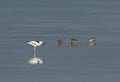 Crab plover eating crab