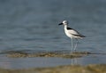 Crab plover during low tide