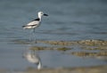 Crab plover during low tide at Busaiteen coast, Bahrain