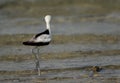 Crab plover standing on one leg at Busaiteen coast, Bahrain