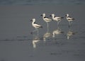 Crab plovers at Busaiteen coast during low tide, Bahrain