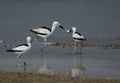 Crab plovers figthing for cran at Busaiteen coast, Bahrain