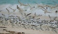 Crab plovers getting together on a Private Island