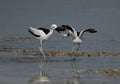 Crab plovers snatching crab from one another at Busaiteen coast, Bahrain