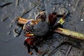 Crab chewing grass stem in a polluted pond in Lagos Nigeria