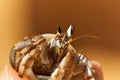 Crab. Portrait close up.