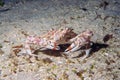 Crab portrait on sand underwater