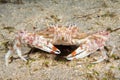 Crab portrait on sand underwater