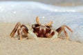 Crab Portrait on Tropical Beach, Sulawesi Royalty Free Stock Photo