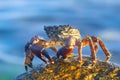 Crab Potamon fluviatile - close up Royalty Free Stock Photo