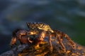 Crab Potamon fluviatile - close up Royalty Free Stock Photo