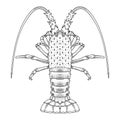 Crab, prawns, lobster, crawfish, Coloring page