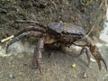 Crab After Rain Royalty Free Stock Photo
