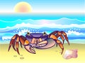 Crab. Rainbow crab on the seashore. Ocean. Seascape with crab and seashell. Royalty Free Stock Photo