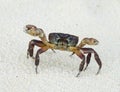 Crab with raised claws ready to attack Royalty Free Stock Photo