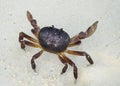 Crab with raised claws ready to attack Royalty Free Stock Photo