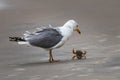 A herring gull sizing up a small crab on the beach