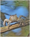 Crab ready to jump when realise someone taking picture Royalty Free Stock Photo