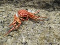 Crab Royalty Free Stock Photo