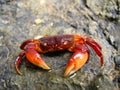 Crab on a rock Royalty Free Stock Photo