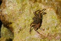 Crab on the rock Royalty Free Stock Photo