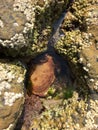 Crab in a rock pool Royalty Free Stock Photo