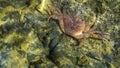 Crab on the rock under the water surface Royalty Free Stock Photo