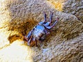 crab on the rocks at the beach