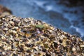 Crab on rocky stone